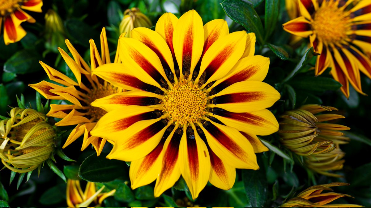 HelloColorado's tweet photo. Y'all ever just go to plant sanctuaries to take pictures of pretty flowers? 🌻🌼🌷🌺 Or is that just me?

#photographer #flowerphotography #sonya7iv #20mm #helloColorado https://t.co/qEdvGT7ZeI