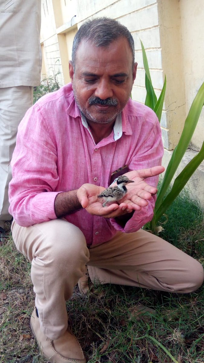 DiosJalaun's tweet photo. विश्व पर्यावरण दिवस पर पक्षियों को घरौंडा और घोसले बनाने के लिए वृक्ष और बच्चों के प्रति जागरूक करते हुए https://t.co/Wq0osQwvuD