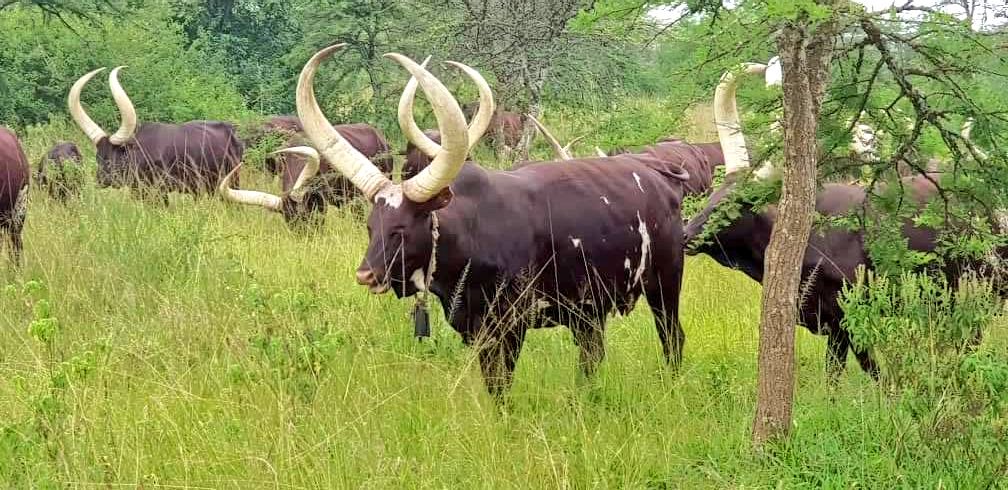 MusikJulia's tweet image. 'Reka njware OMUREBE nkore omunda muzarire abarongo.'-GOLD 🎶
What's  Omurebe?
Literally it's a cow bell  -It's used to Track down cows and identify the cows where abouts.
Just like an Engagement Ring 💍💍💍💍💍