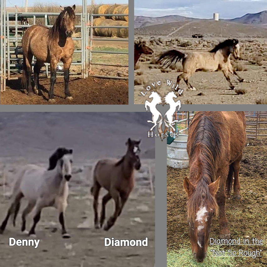 #SlowdownSunday
Let's take some time to get to know our new rescues - Diamond & Denny, a couple that loves each other. Diamond was terribly abused & nursed back to life. Denny is a gelding & about 22 years old.

Love Wild Horses!®️©️
LoveWildHorses.org