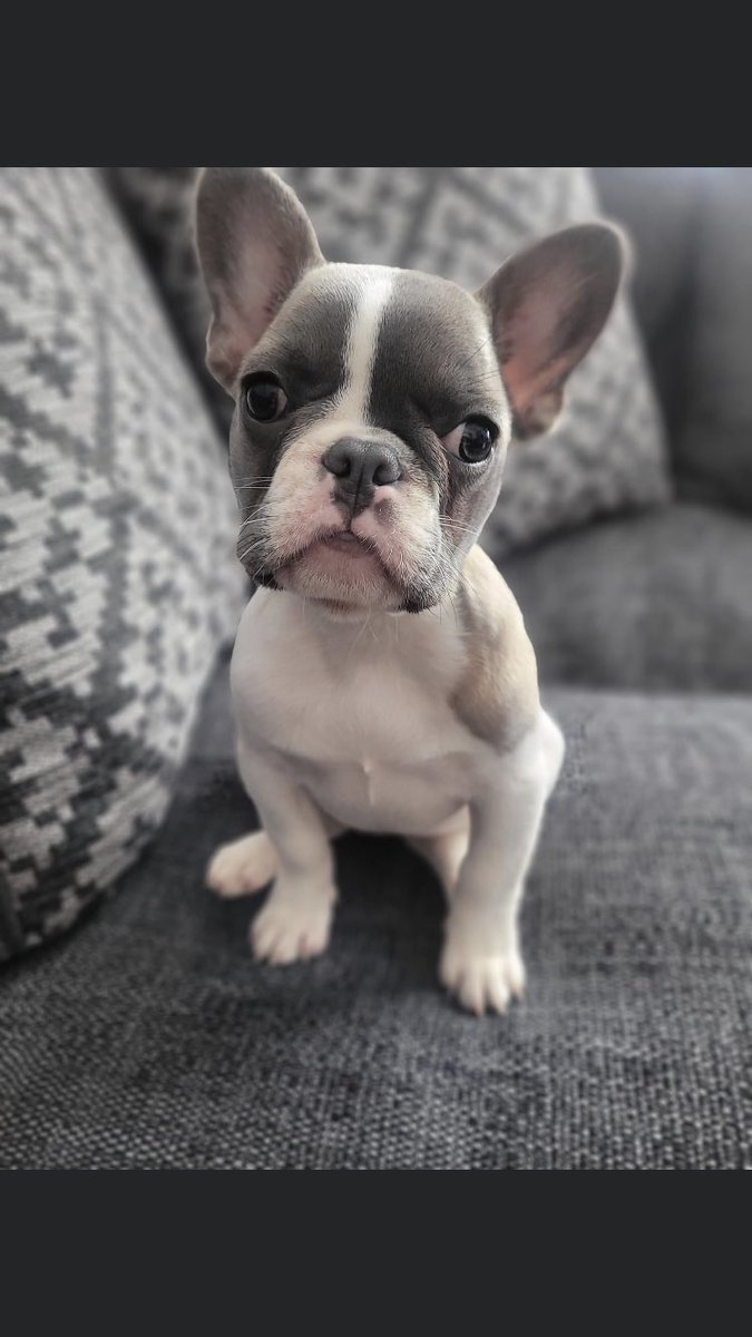 RachaelB100's tweet image. ❗️Urgent Shares/Tweets Needed❗️

COOKIE #Missing on walk 
#FrenchBulldog  
#StanleyPark #Liverpool #L4 11th June 2022
#Chipped 
❗️Do Not Shout or Chase! Report if sighted❗️

doglost.co.uk/dog-blog.php?d…

facebook.com/groups/5680637…