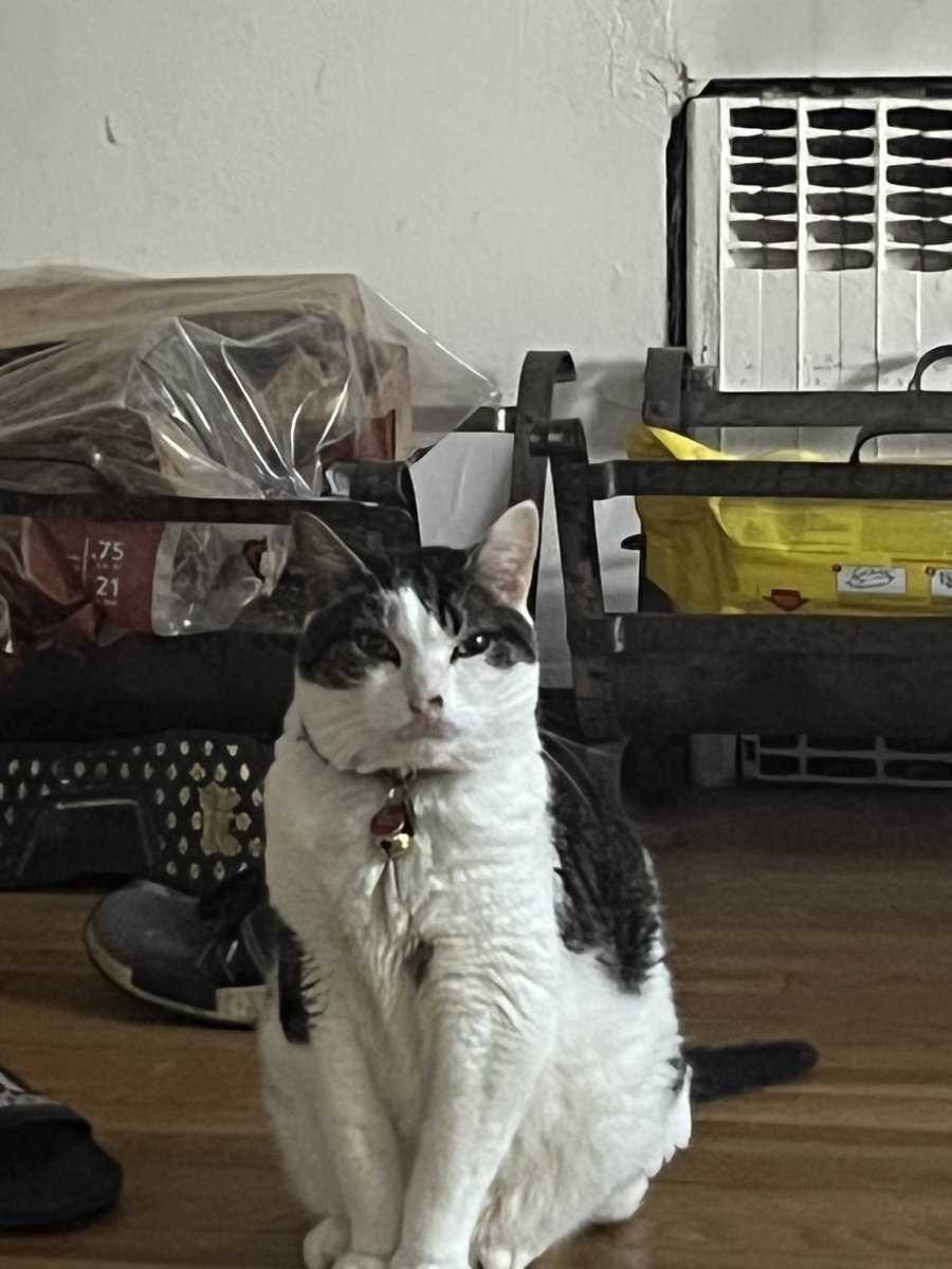 patches_da's tweet photo. hi        2day is tecnicaley mi bday baecause i wuz a stray cate an don kno wen i wus born so i celbrate on mi brothor bday bc we kno his bday im 13 https://t.co/My5a6ThfoH