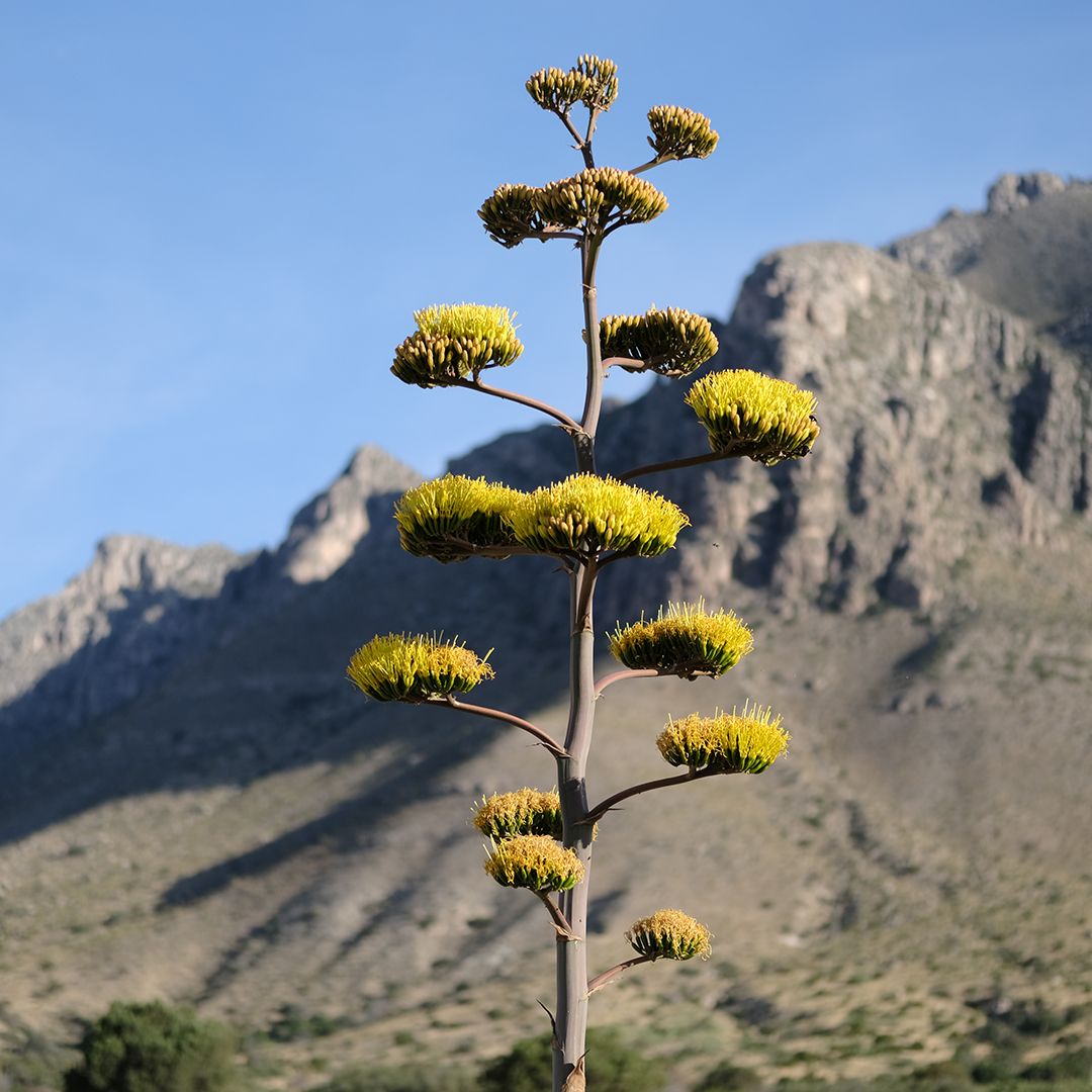 GuadalupeMtnsNP's tweet image. Once in a Lifetime
An agave’s growth is slow for most of its 8-20 year life span. It blooms during the last year of its life. It uses stored sugars to produce a flowering stalk that may grow up to a foot a day &amp;amp; reach ten feet high. Agaves are blooming in the park now.