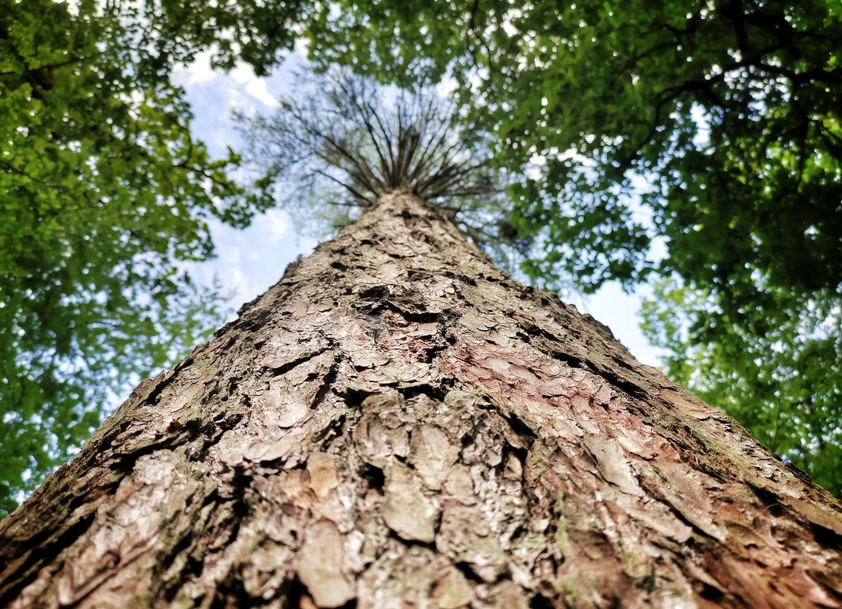 ShayNicol23's tweet photo. Yesterday's dip/wander after picking up some wood. Longtimber woods...... Nothing does as good lens flare than my #huaweimate20pro 😅 #wildswimming #riverswim #nature #patternsofnature https://t.co/wXZgUJ0Tpu