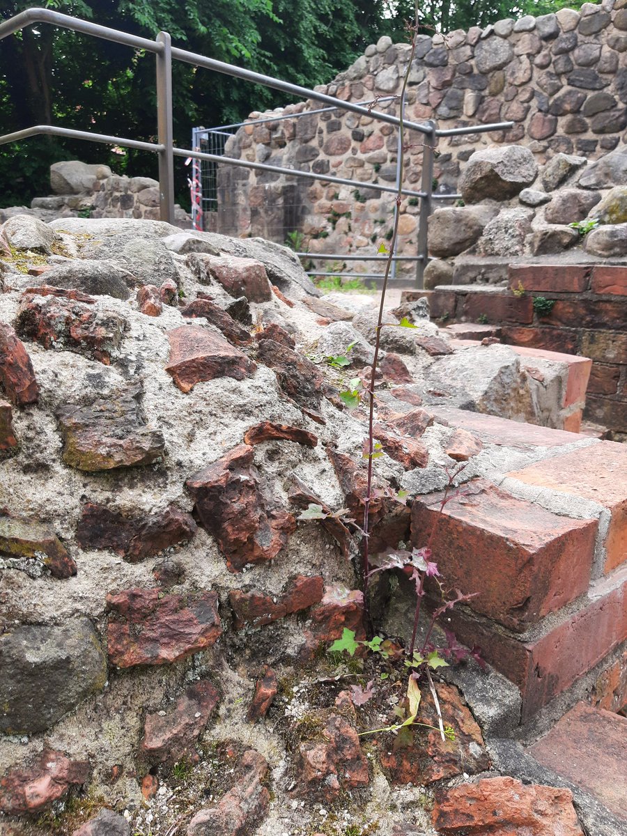 DollesNeuWu's tweet photo. #labcache n in #Harsefeld. Allerdings , es hätte mehr/andere Möglichkeiten für schönere LabcacheFragen gegeben. #geocaching https://t.co/j96IHGIIa2