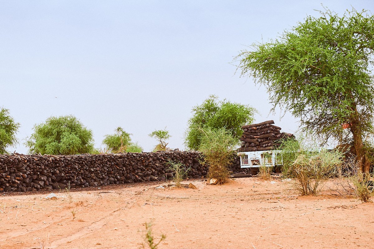 cyancolormam's tweet photo. We are killing our self  slowly #yes #UNOP #ClimateCrisis #Africa #Sudan #News_Week #daily #UNDP #USAID #Kordofan https://t.co/Wl9kOTwsiB