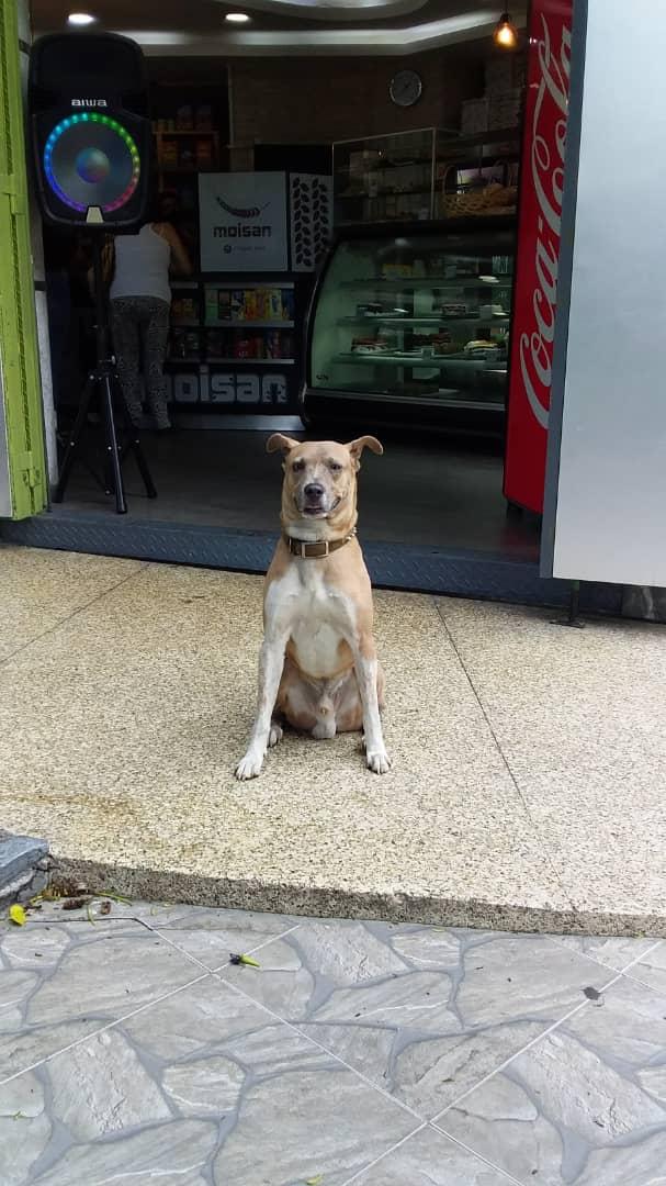 yaracalcagno's tweet photo. Atención. Este perrito está solito en una panadería que se llama Moisan en San Bernardino, cerca del instituto de otorrinolaringología. Parece perdido. No esta resguardado. https://t.co/UWgo3QfwBU