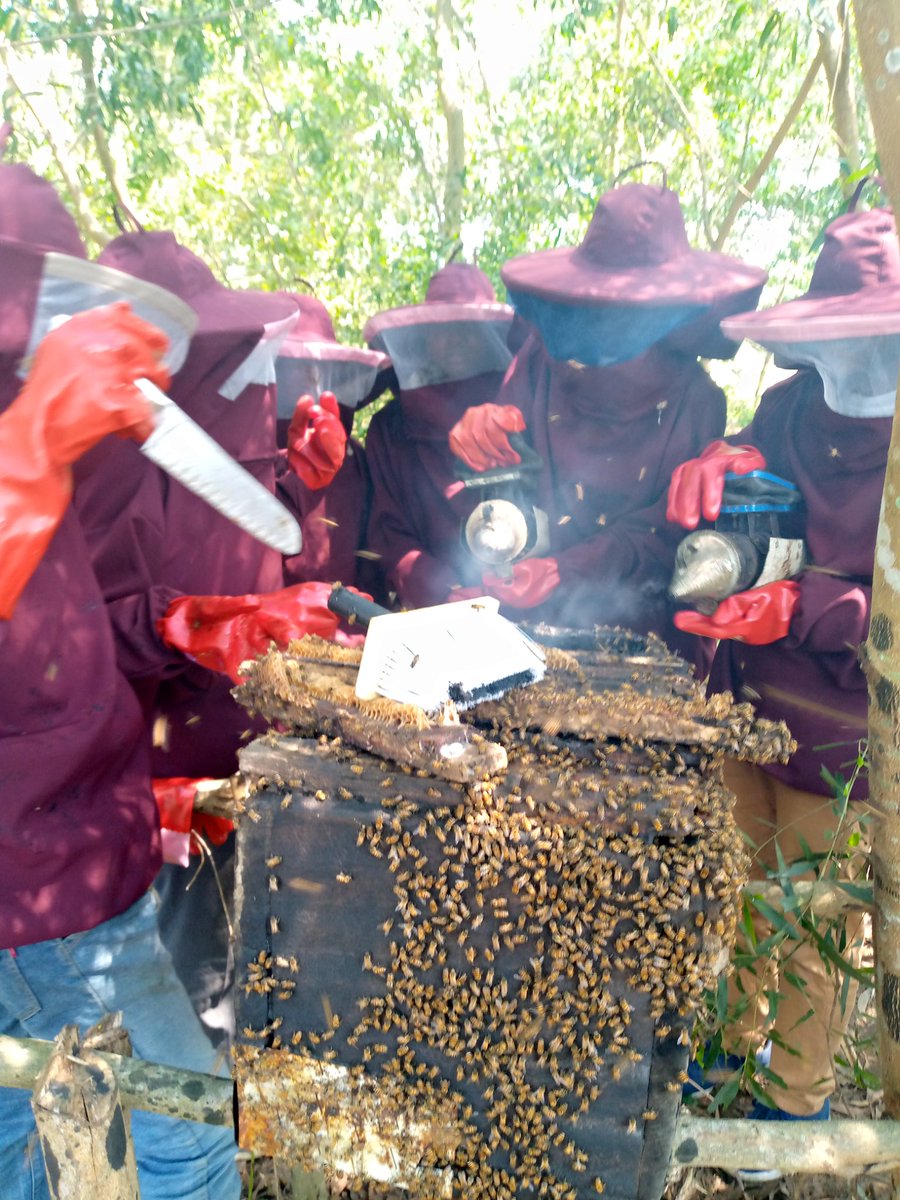 Mungongo8's tweet photo. L'élevage des abeilles, un élevage aussi simple, générateur de revenus pouvant contribuer à la lutte contre le chômage mais aussi la déforestation, la menace contre les abeilles par la récolte du miel sauvage en abattant les arbres et par l'utilisation du🔥 qui décime les🐝🐝. https://t.co/fznrR2qrtH