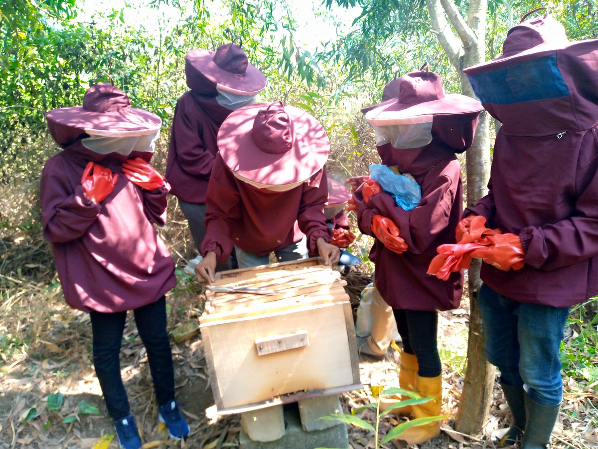 Mungongo8's tweet photo. L'élevage des abeilles, un élevage aussi simple, générateur de revenus pouvant contribuer à la lutte contre le chômage mais aussi la déforestation, la menace contre les abeilles par la récolte du miel sauvage en abattant les arbres et par l'utilisation du🔥 qui décime les🐝🐝. https://t.co/fznrR2qrtH