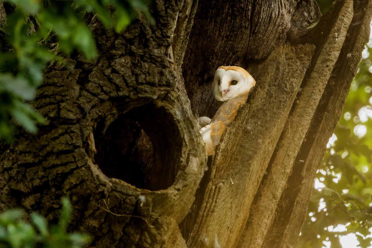 Barn Owls (can you spot them both?) waking up from a nap 🦉📷 

#earthcapture #springwatch #BBCWildlifePOTD <a href="/BBCEarth/">BBC Earth</a> <a href="/BBCSpringwatch/">BBC Springwatch</a> <a href="/WildlifeTrusts/">The Wildlife Trusts</a> <a href="/wildlifebcn/">The Wildlife Trust for Beds, Cambs & Northants</a> <a href="/Natures_Voice/">RSPB</a> <a href="/RSPBEngland/">RSPB England</a> <a href="/UKNikon/">Nikon UK & Ireland</a> 

instagram.com/p/CetkW5vKmzw/…