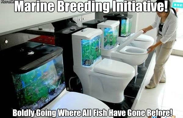 sea_saved's tweet photo. From Tub to Toilet...All Fish are Going in Circles to Nowhere...
Don't Fall into the Aqua-Culture, Captive Bred Swirling Vortex of Death Spinning the Same Needless Torture for Fun & Money! #FlushingNemo https://t.co/wD6DHMiRYj