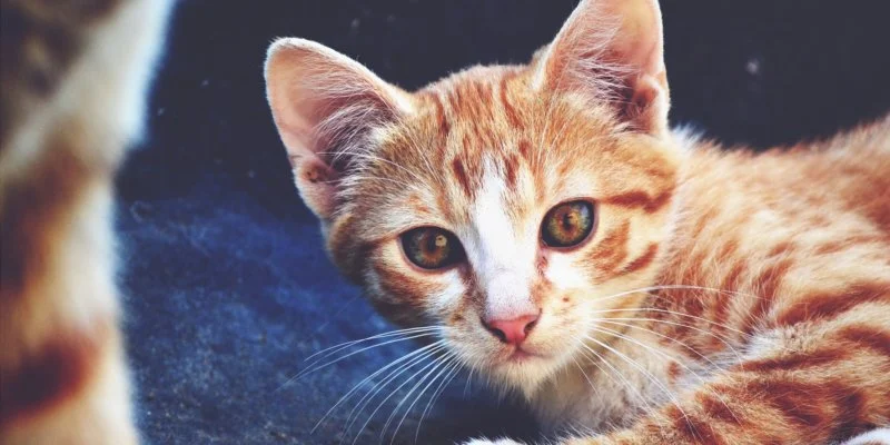 marillion13's tweet photo. Help Save an Animal’s Skin, for me who´s a #MultipleDisabled &amp; #MassivelyUnderweight (#BMI 14,2) longtime #LupusSurvivor on #SocialSecurity #SharingIsCaring (only).
https://t.co/MM05Ux9aEi
@PetaIndia #Newsletter, please donate if YOU can, my friends. Thank you. 
😻😻😻💖💖💖 https://t.co/AtJut98Sh8