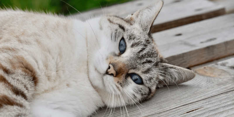 marillion13's tweet photo. Help Save an Animal’s Skin, for me who´s a #MultipleDisabled &amp; #MassivelyUnderweight (#BMI 14,2) longtime #LupusSurvivor on #SocialSecurity #SharingIsCaring (only).
https://t.co/MM05Ux9aEi
@PetaIndia #Newsletter, please donate if YOU can, my friends. Thank you. 
😻😻😻💖💖💖 https://t.co/AtJut98Sh8