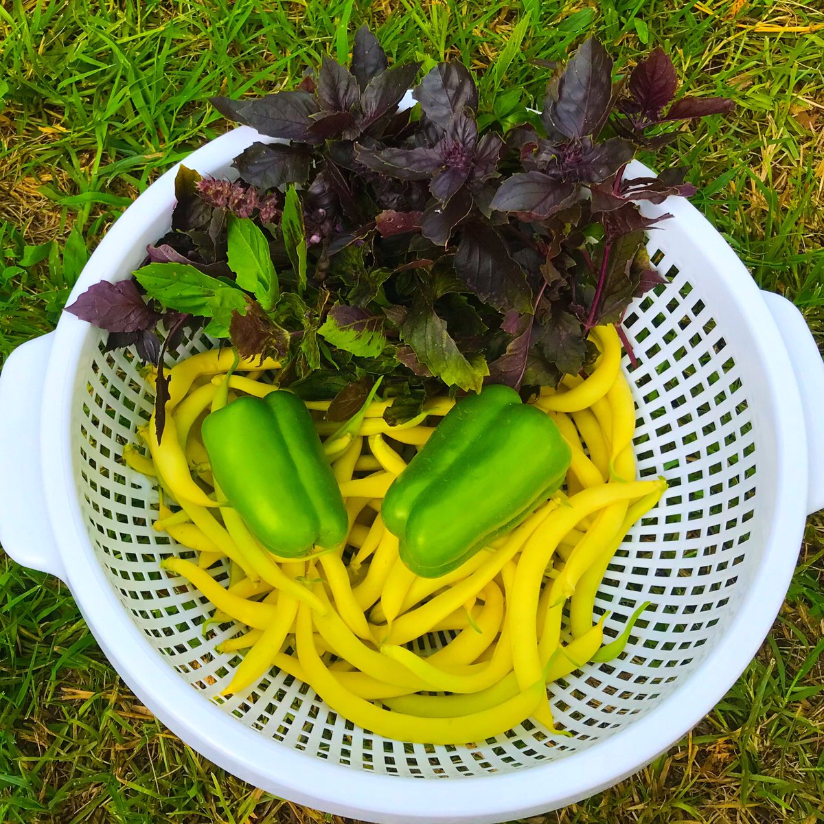 Alion_Unleashed's tweet photo. Small, daily harvests from the food forest.. Priceless!
#eatwhatyougrow #basil #bellpepper #bushbeans https://t.co/rtUQNabhBC