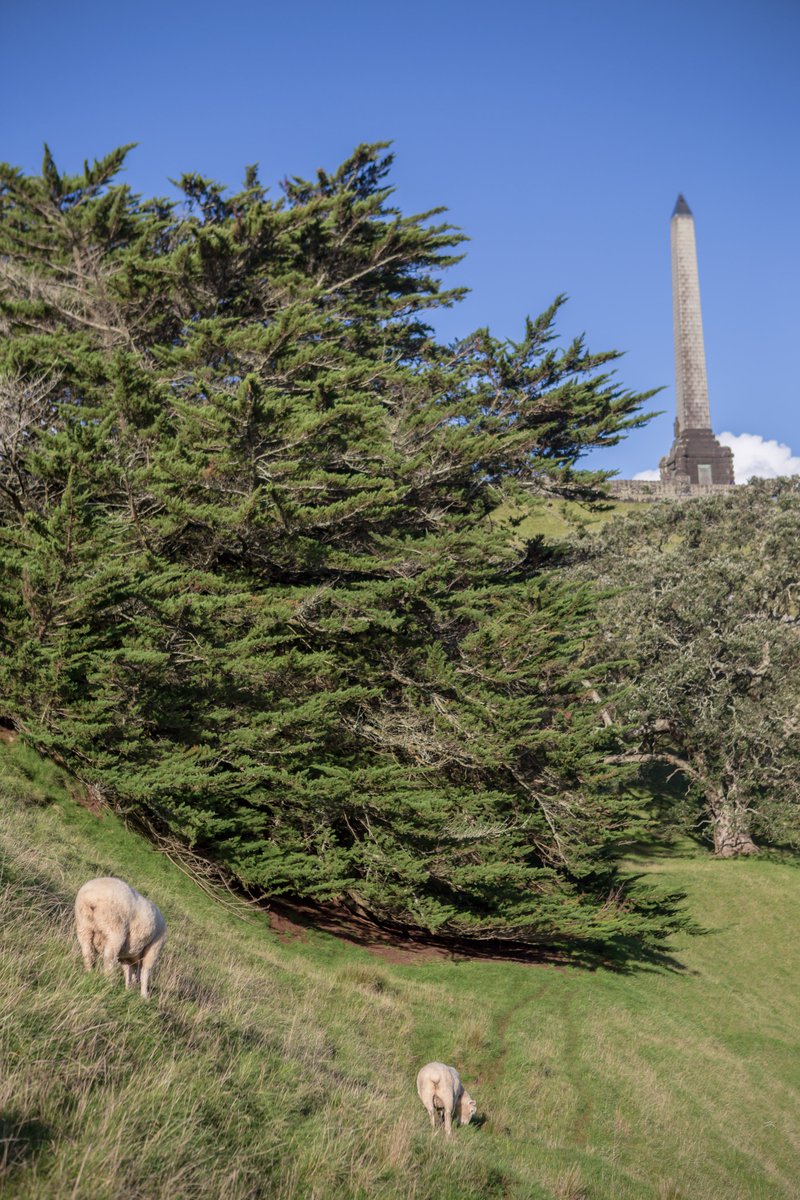 seanlin006's tweet photo. The historical obelisk on the hill.
To see the Chinese article:
https://t.co/aavr4o8DLE

#newzealand #auckland #dosomethingnewNZ #airnzshareme #nzmustdo https://t.co/lBlQiTTJq4