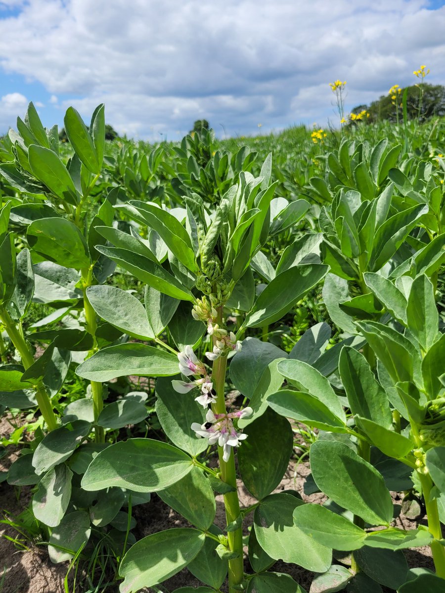 Stroken veldboon op de Deldeneresch en Zenderense Es. Dit eiwitrijke gewas bindt stikstof en levert nectar voor insecten.

#veldboon #eiwitrijk #strokenteelt #biodiversiteit #twickel #delden #Borne
 #natuurinclusief #streekproduct