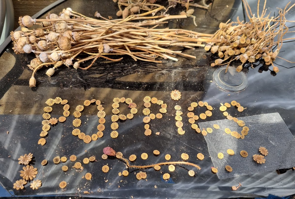 RibbonofPoppies's tweet photo. We have been collecting the poppy seeds (a little late) from the dried Poppies from last year and are preparing the stems and heads for some creative projects, so every part is utilised.
#CreatingRemembrance
#RibbonOfPoppies
#Recycle https://t.co/eYTjq8jfs7