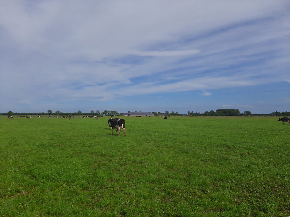 Heel wat beter weer om koeien te halen als pas. Maar goed ook het is 3 kwartier lopen naar huis vanaf hier. #weidegang