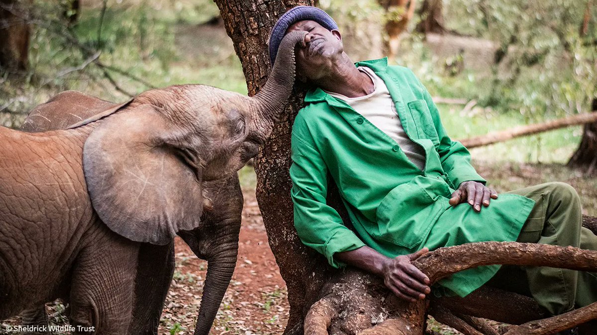 Sheldrick Wildlife Trust tweet media
