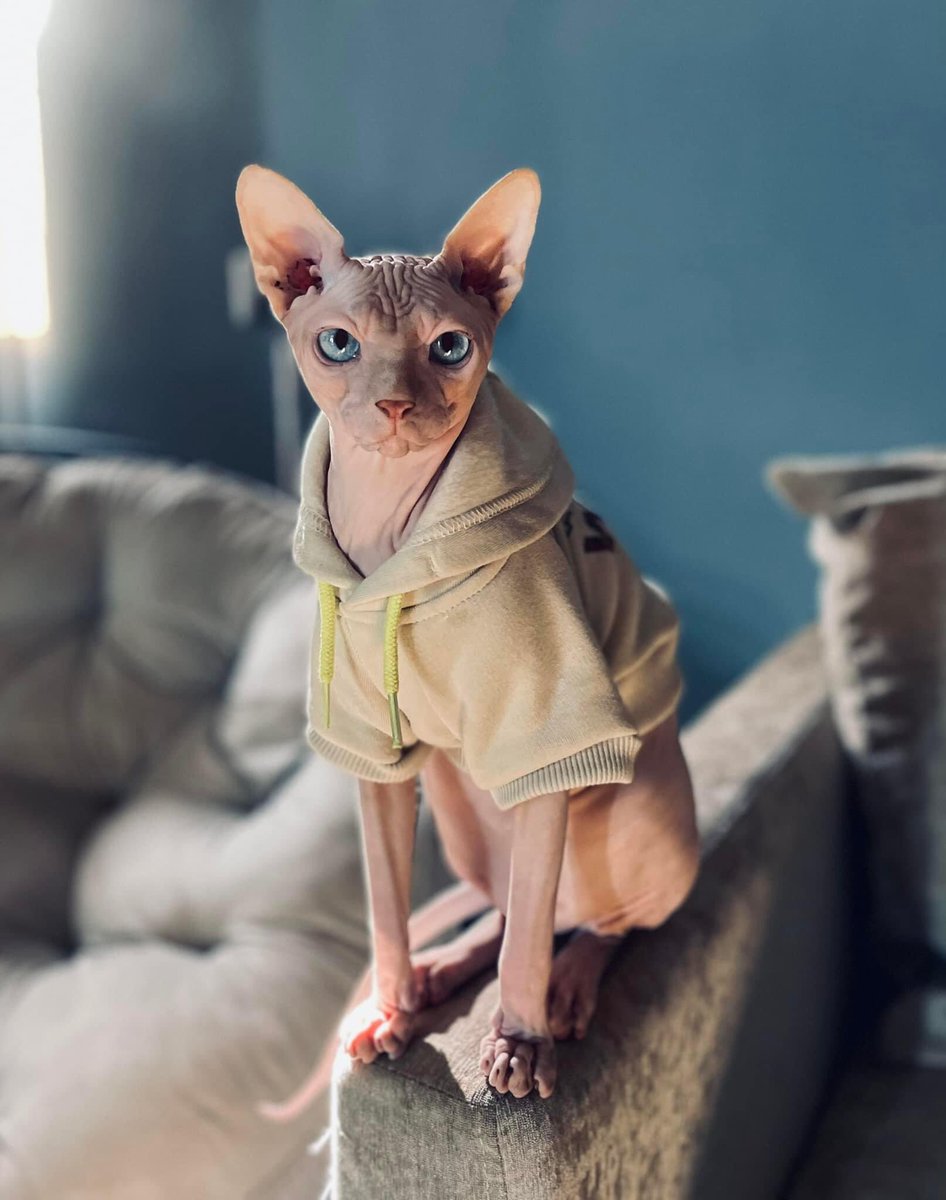 😺COMPARTAN😺

Este gato exótico se le salió a una familia en las Puentes, es totalmente casero y requiere cuidados especiales, la familia está muy triste, le piden a la persona que lo tenga en resguardo se toque el corazón y lo entreguen, ofrecen recompensa 8120369589.