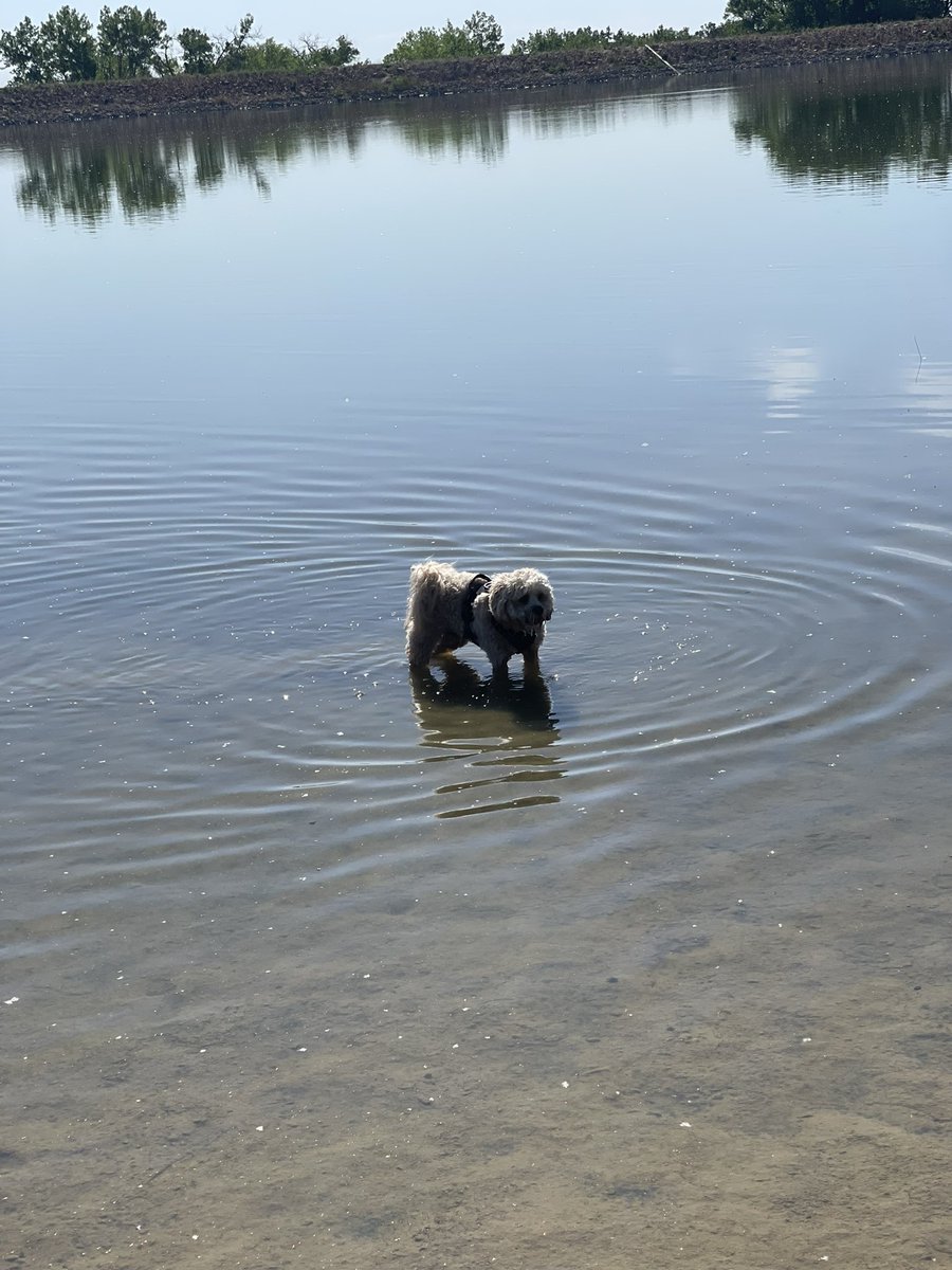Chunkypoo13's tweet image. I swims!!  Easy peasy lemon squeezey!  Peep my cooling vest mom got me…. It keeps me cool on 100 degree days #puppy #dogs #dogsoftwitter #dogsarefamily #dawgs @dog_rates