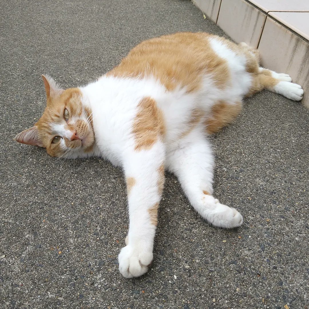 ひな坊 2612 狩人ミィ 朝 外から猫の鳴き声が 外猫ミィ が呼んでいます スズメを咥えてる S 先週もネズミを持って来てくれました 外猫 本名はミカン 狩人 ハンター 守猫 畑守 畑がスズメの砂浴びでボコボコになることも ひな坊 2612 狩人ミィ 朝 外から猫の鳴き声が 外猫ミィ が呼んでいます スズメを咥えてる S 先週もネズミを持って来てくれました 外猫 本名はミカン 狩人 ハンター 守猫 畑守 畑がスズメの砂浴びでボコボコになることも