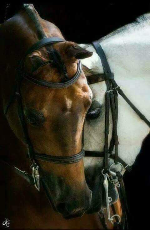 وعانق فؤادي بِلُطفٍ ولينٍ
فقلبي يحبُ العناقَ الطويلْ

#صباح_الحكيم