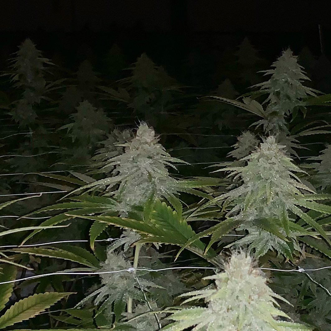 RareDankness's tweet photo. Sleeping late on a #sundaymorning #grow #plants hello Miss 𦨠#pippa #wedodank #raredankness #grownwith @raredanknessnutrients #getyourgrowon https://t.co/lyDqbJkLXo
