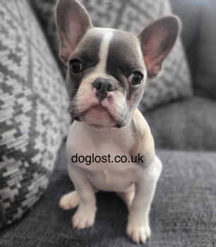 millypod1's tweet image. 🆘11 JUNE 2022 #Lost COOKIE #ScanMe 
💥 URGENT SHARES NEEDED 💥
PLEASE DO NOT SHOUT OR CHASE
Grey &amp;amp; White French Bulldog #PUPPY Female #StanleyPark #Liverpool #Anfield #L4 
SIGHTINGS PLZ ☎️07399 718925/ 07812 595099
facebook.com/groups/5680637…

doglost.co.uk/dog-blog.php?d…