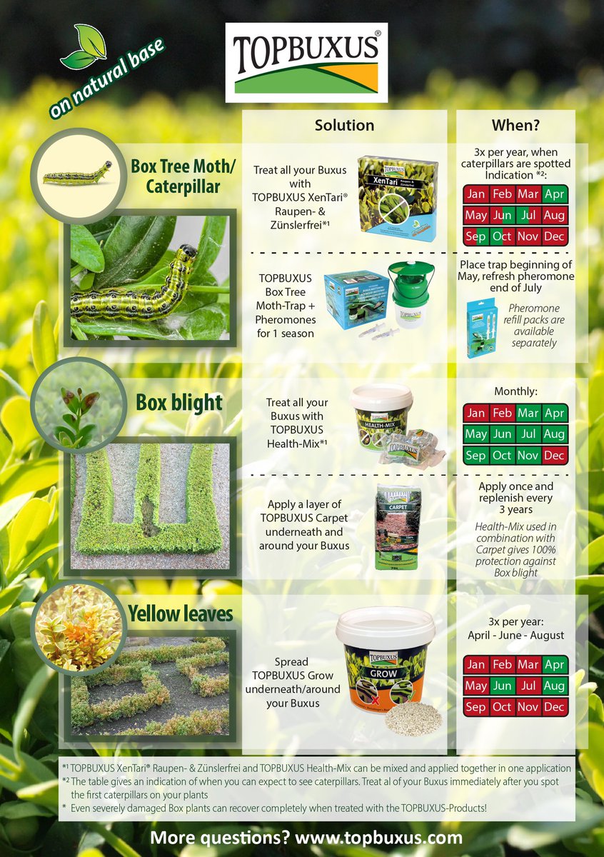 BuxusKing's tweet photo. Knowledge can save your Box tree! Ask us if you have any questions.
.
#Buxus #boxtree #box #topbuxus #boxblight #buxusball #topiary #boxmoth #boxcaterpillar #buxusrups #boxwood https://t.co/DPBmtdRDP5