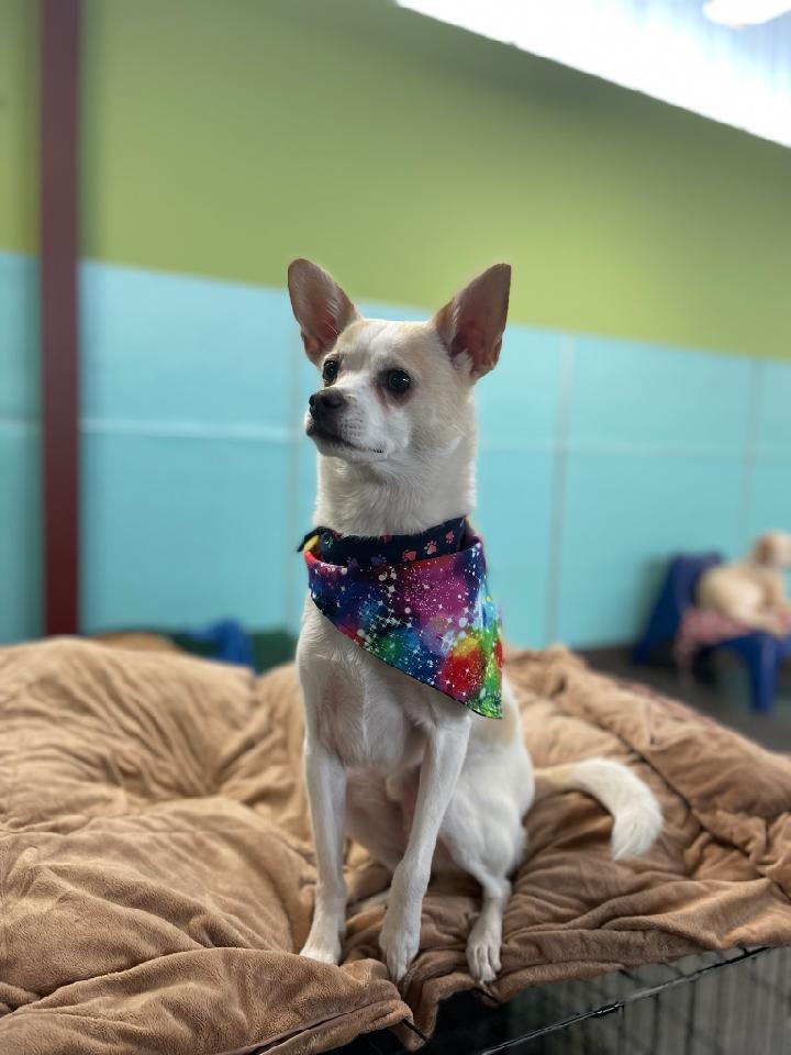 "Check out the new rainbow galaxy bandana that I got for #PrideMonth! Thanks, <a href="/CharliePawsUp/">Charlie Boo 💙🐶</a>, I love it so much! 
Get yours while the getting is good, everybody!" #loveislove 

#dogsoftwitter #dogs #pets #DogTwitter