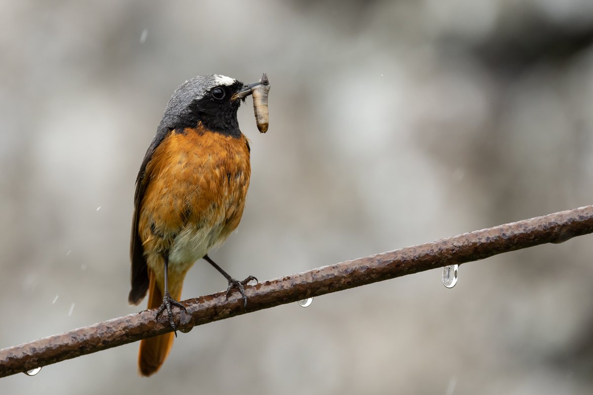 thomas_winstone's tweet photo. Male common Redstart, mid Wales. Heavy rain last week didn't stop the birds feeding and didn't stop me photographing! #bbcwildlifepotd #TwitterNatureCommunity #photography #nature #cpfeatureme #redstart @BBCSpringwatch @Natures_Voice @Britnatureguide
#NaturePhotography #birds https://t.co/I3TToor7FD