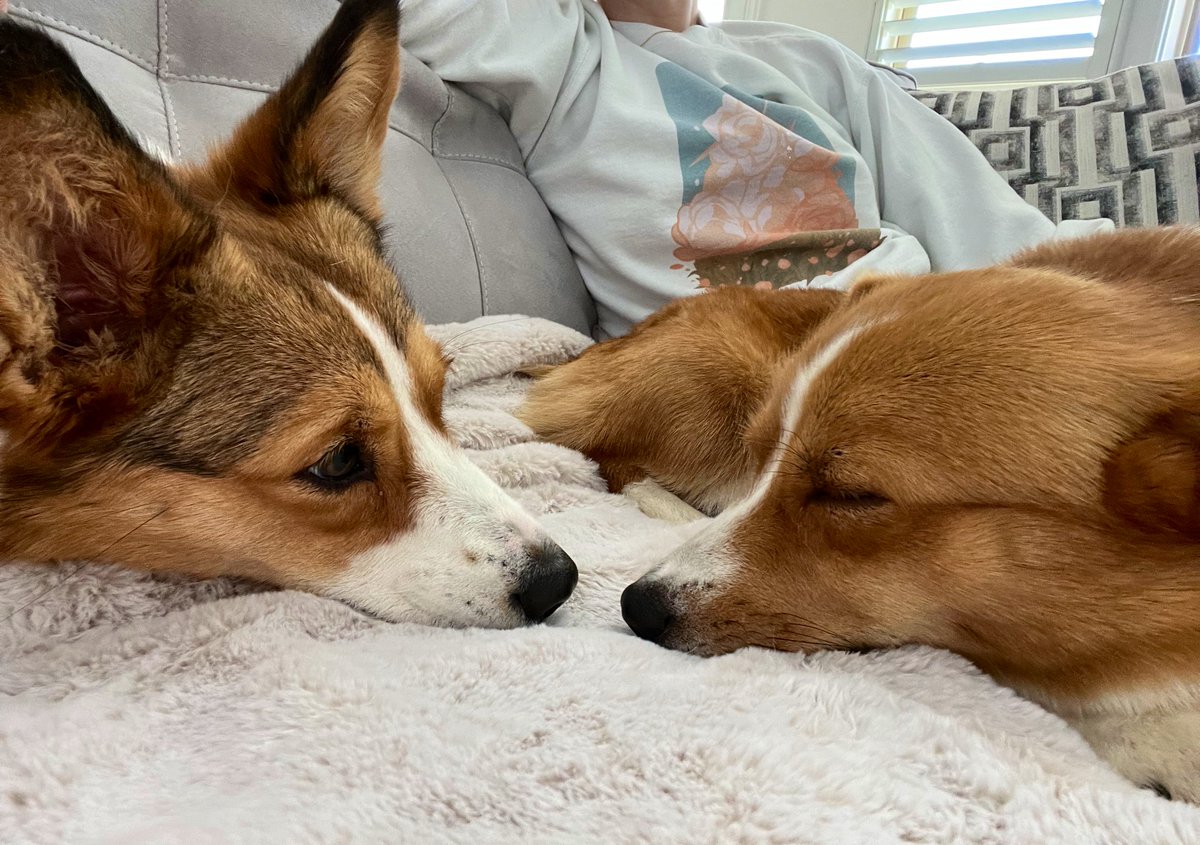 AlfredoPlays's tweet image. Liam vomited throughout the entire night. Jackie rushed him to the vet this morning. We discovered that he has hip issues and that the previous family did not take good care of him. Liam is doing much better now, but this is a slow process.

Liam, welcome home. ❤️