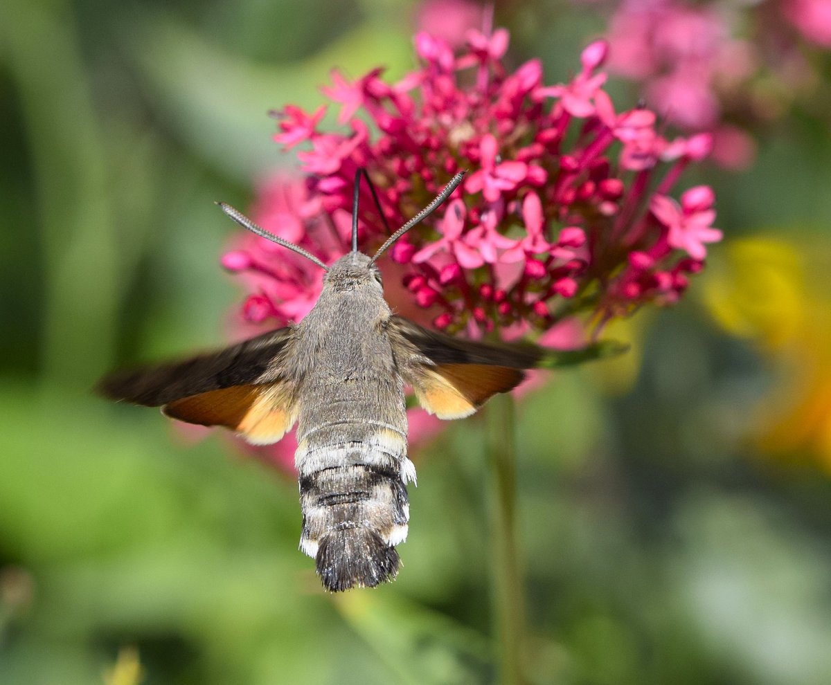 NMehuys's tweet photo. Kolibrievlinder 🦋 Ondanks hij heel vlug is heb ik hem kunnen fotograferen 😉 #kolibrievlinder #macrophotography #nature #naturaleza #butterfly #mariposa https://t.co/9lCPPdiUPK