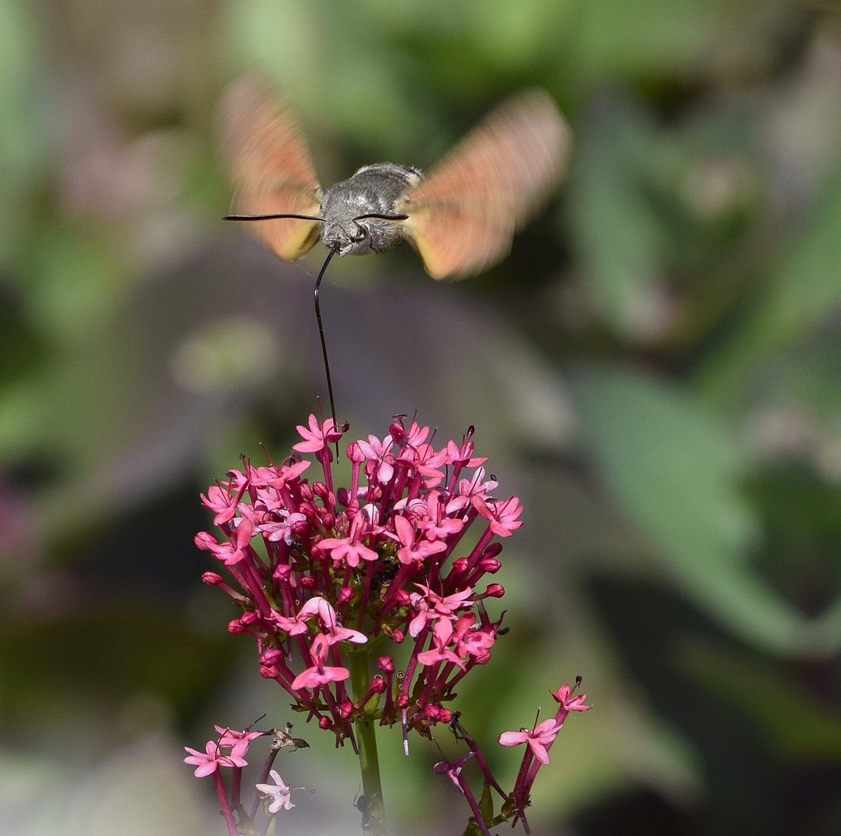 NMehuys's tweet photo. Kolibrievlinder 🦋 Ondanks hij heel vlug is heb ik hem kunnen fotograferen 😉 #kolibrievlinder #macrophotography #nature #naturaleza #butterfly #mariposa https://t.co/9lCPPdiUPK