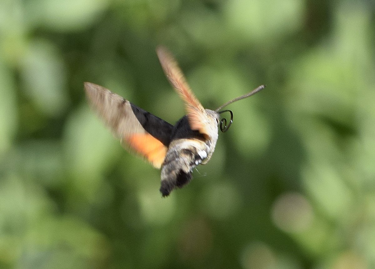 NMehuys's tweet photo. Kolibrievlinder 🦋 Ondanks hij heel vlug is heb ik hem kunnen fotograferen 😉 #kolibrievlinder #macrophotography #nature #naturaleza #butterfly #mariposa https://t.co/9lCPPdiUPK
