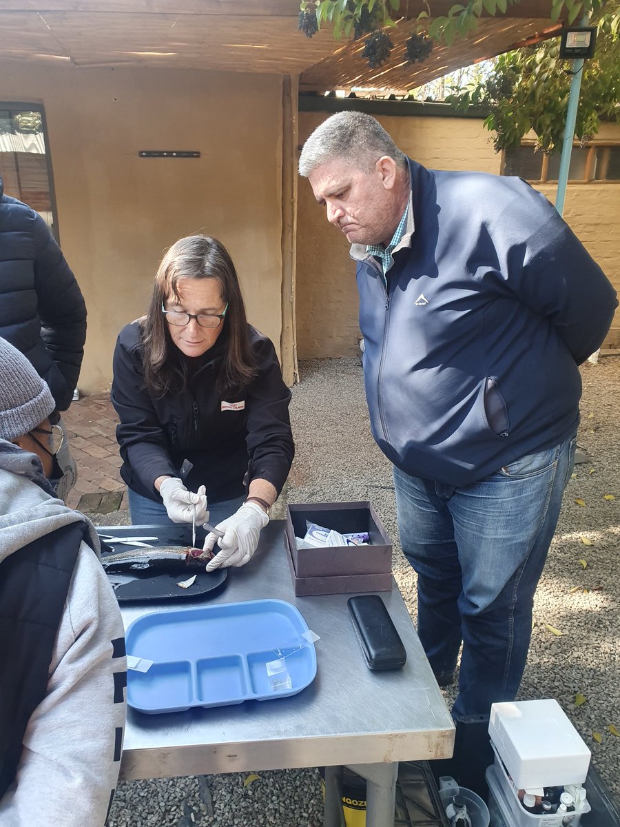 StrauchNeale's tweet photo. @futurefarming12 
Join us for our aquaculture and Aquaponics training, learn what the future of farming realy about here in SA.  https://t.co/IuxwIM5hdS. https://t.co/gntkxvNXV8