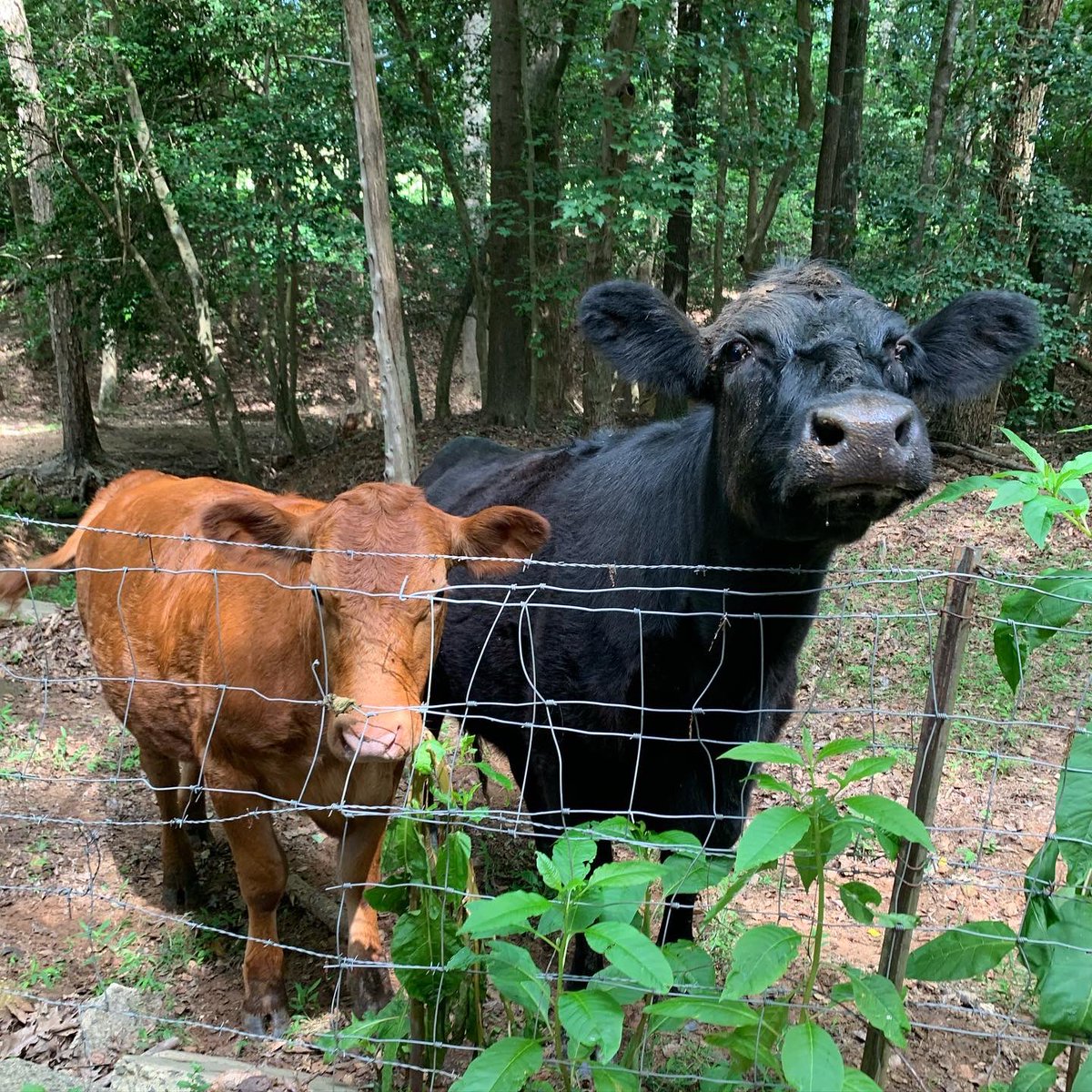 FridayFarms1873's tweet photo. We have 3 new babies in the last 24 hours. Welcome to the farm little ones. #babymoo #weeones #nosygoats https://t.co/vDuvUtyMhW