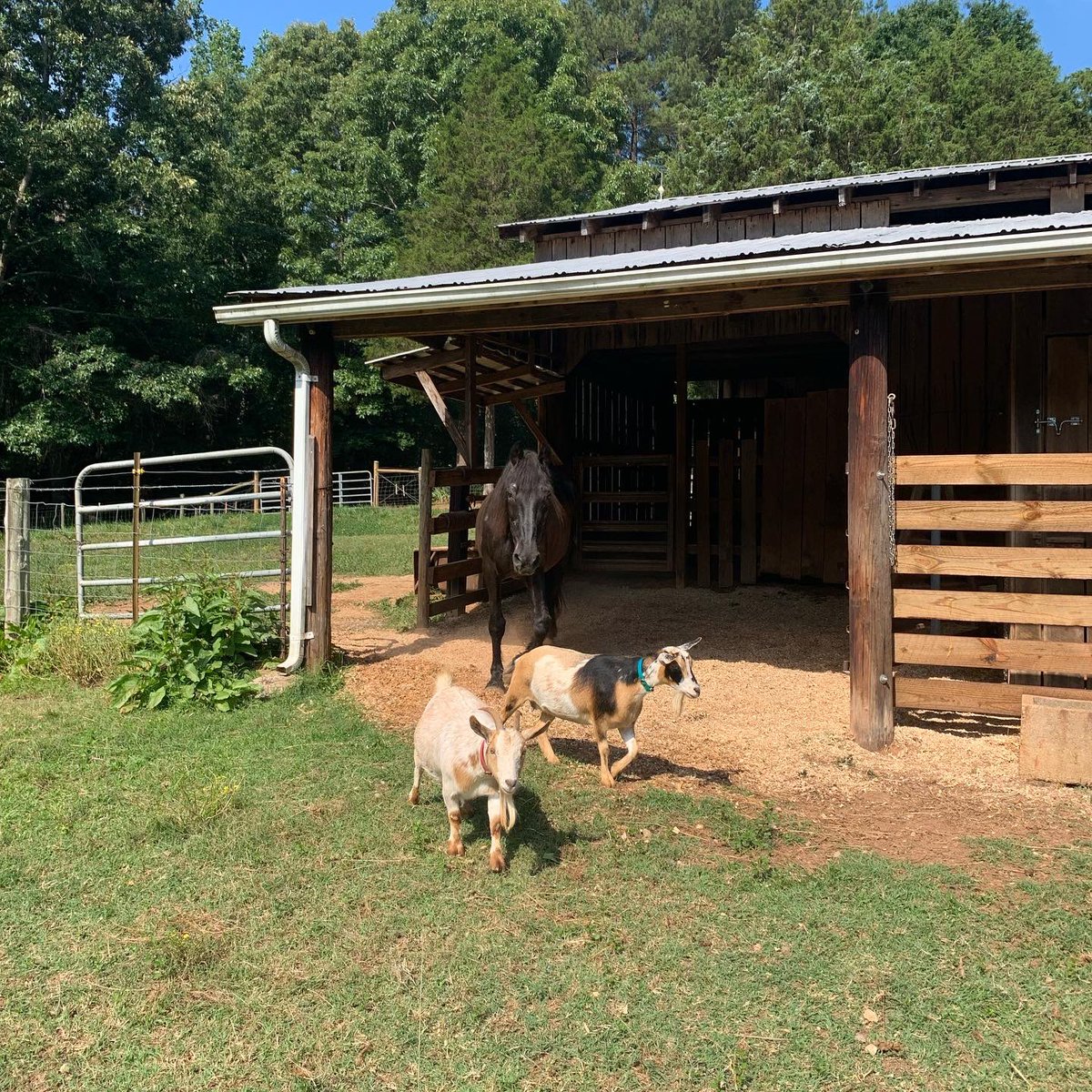 FridayFarms1873's tweet photo. We have 3 new babies in the last 24 hours. Welcome to the farm little ones. #babymoo #weeones #nosygoats https://t.co/vDuvUtyMhW