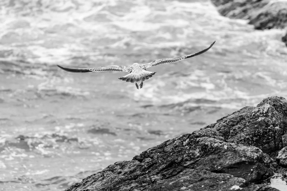 KarenCoxPhoto's tweet photo. Loss is complicated. Taking time out with nature gives the time and space to process some of those feelings. It was wild and windy.
#nature #coast #ThePhotoHour #roonagh #Mayo #ocean
#wildatlanticway #Ireland #documentaryphotography https://t.co/UIUfU2xatP