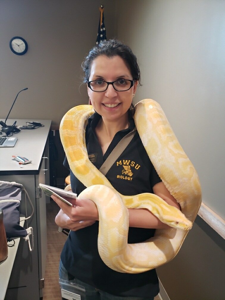 NewtFly's tweet image. Some pics from yesterday's Herp-O-Rama event. I hope it was fun for everyone who came. I myself learned that adult pythons are heavier than they look.

#Herps #AppliedLearning #Biology #Wildlife
