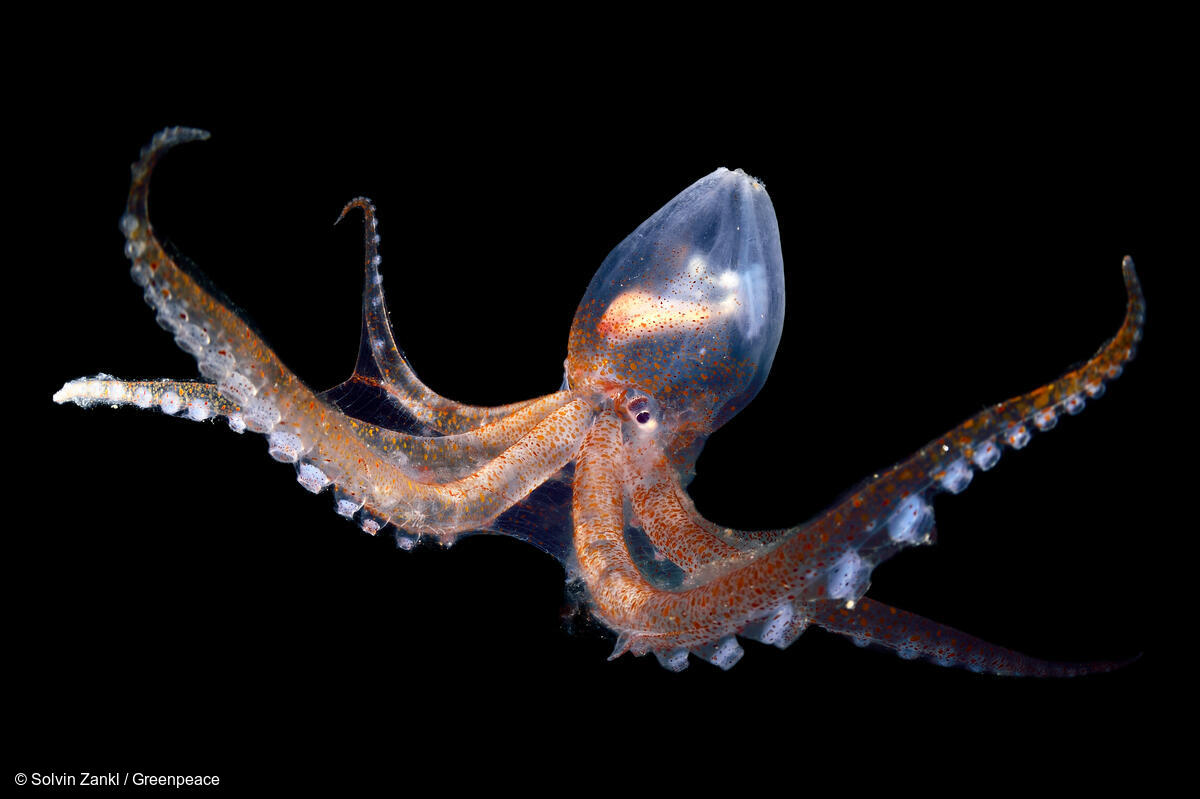 Greenpeace International tweet media