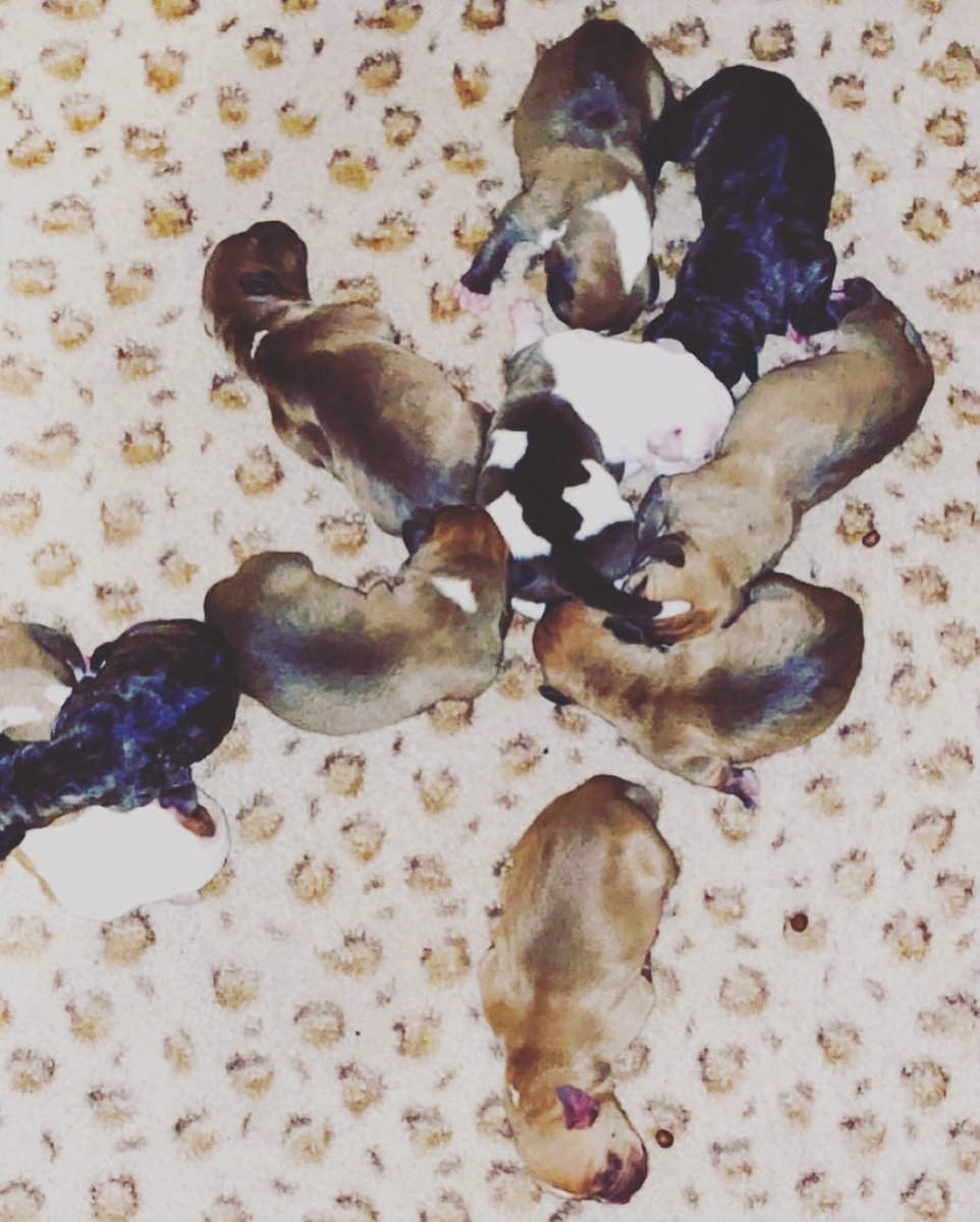 #puppies