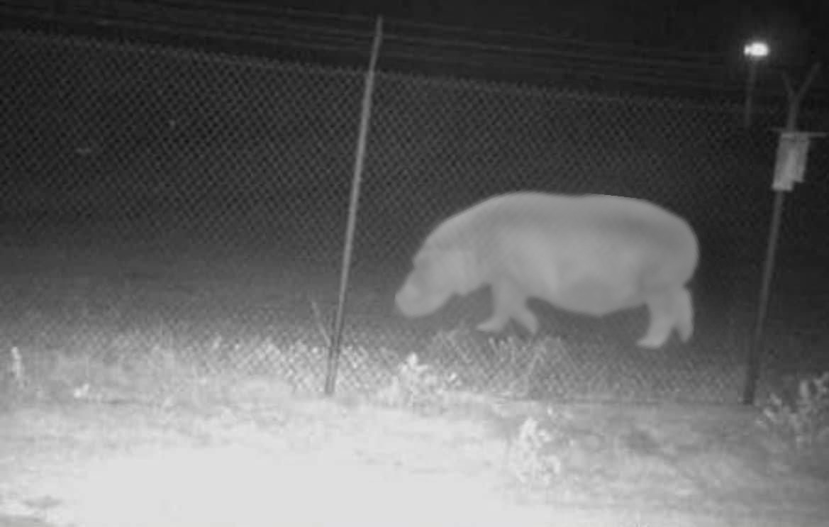 SanAntonioZoo's tweet image. BREAKING: A mysterious figure has been spotted wandering Brackenridge Park on zoo security cameras. We are seeking the public’s help in identifying this strange creature.