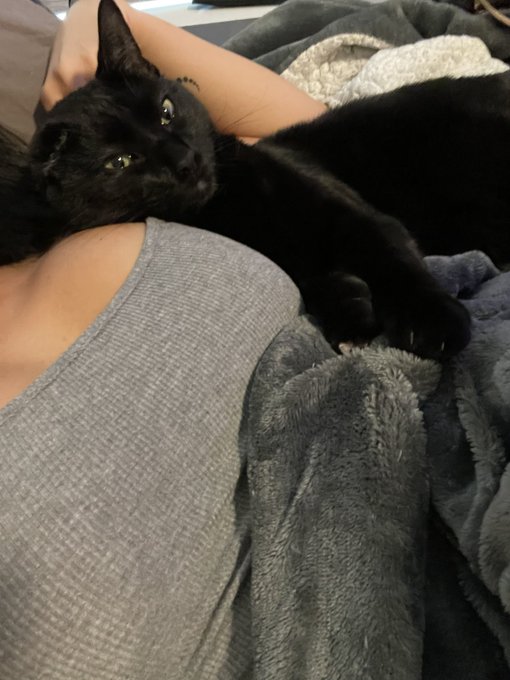 Burrito found a comfy pillow https://t.co/zo9yDp0TNH