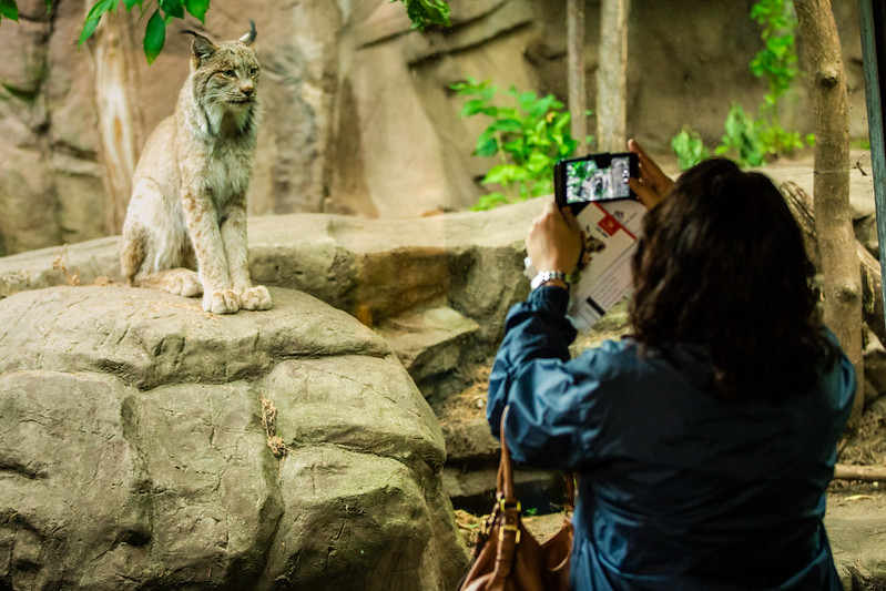 mnzoo's tweet photo. Explore the #MNZoo after-hours and take in your favorite exhibits with a beverage in-hand at #WildNights, a 21+ event. Enjoy live music on three stages and visit with local artists while you eat, drink, and relax with friends. https://t.co/jcQ9yyjzlD #ConservationRocks https://t.co/ezMFKBqn96