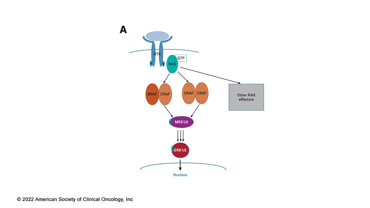 🚨 #JCO #SpecialSeriesReview: #BRAF-mutant #ColorectalCancer is a complex disease subtype that warrants novel translational approaches and #ClinicalTrials. fal.cn/3po9f #CRCSM @KristenCiombor @GIcancerDoc @RonaYaeger