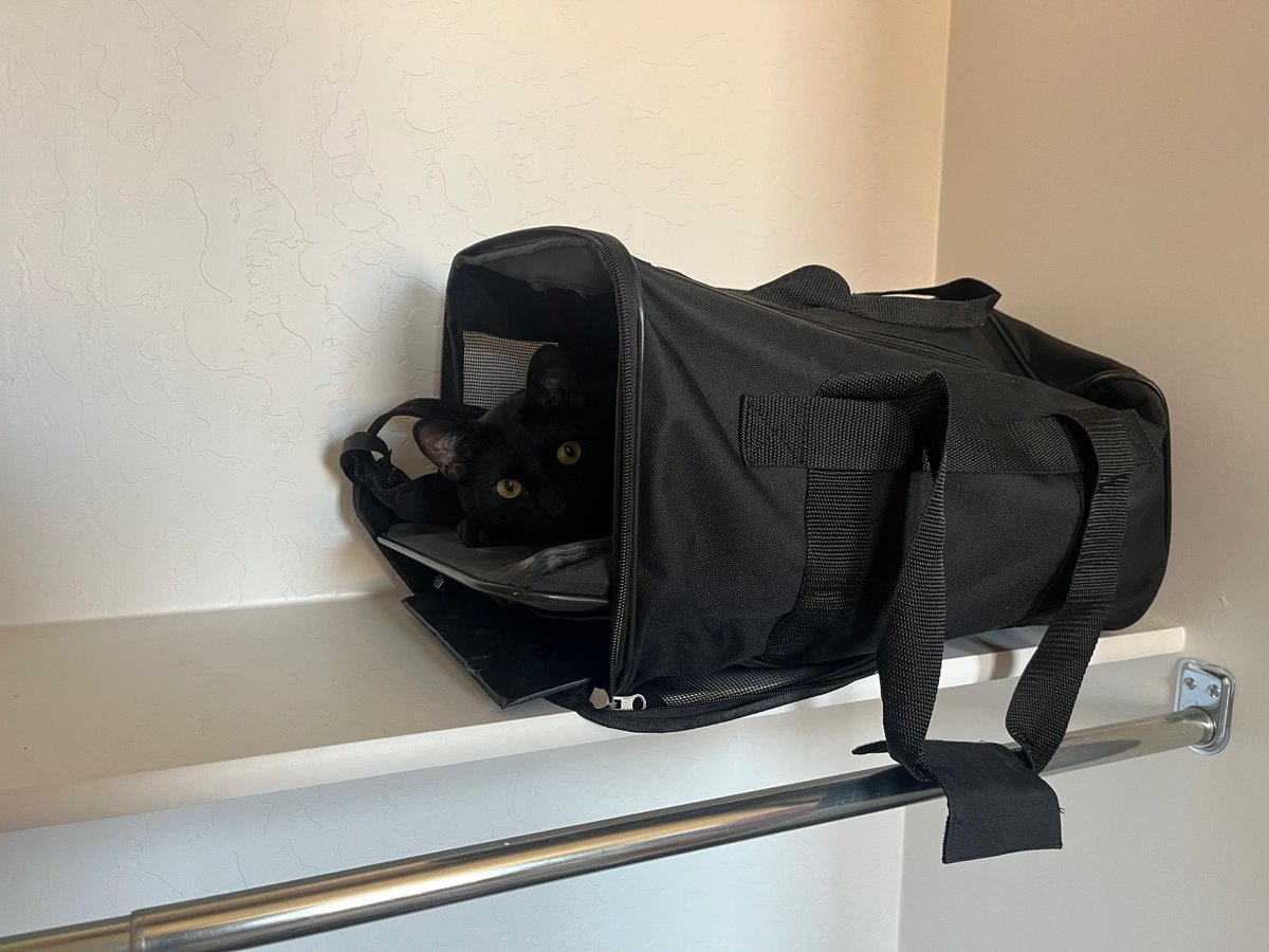KittyAndIndia's tweet photo. Wanna freak out parents and make ‘em search for an hour? This is where you nap. That is until your sister gives you away!
#twocatsonebasket #blackcats #blackcatsmatter #catsoftwitter #cats #catsontwitter #meowlife #kittykitty #catlife #naptime #hideandseek #carcat #travelcat https://t.co/9mZ5p5SGIG