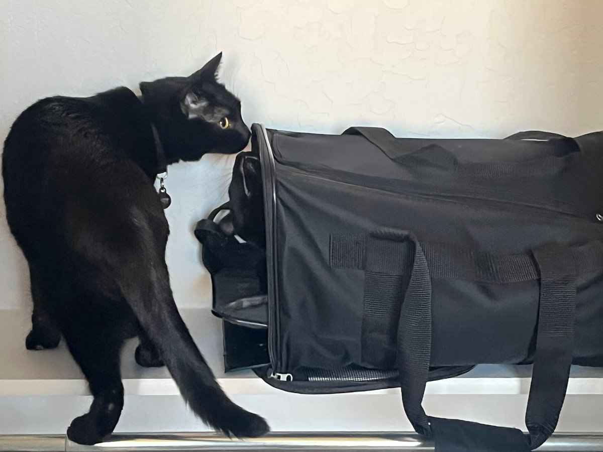 KittyAndIndia's tweet photo. Wanna freak out parents and make ‘em search for an hour? This is where you nap. That is until your sister gives you away!
#twocatsonebasket #blackcats #blackcatsmatter #catsoftwitter #cats #catsontwitter #meowlife #kittykitty #catlife #naptime #hideandseek #carcat #travelcat https://t.co/9mZ5p5SGIG