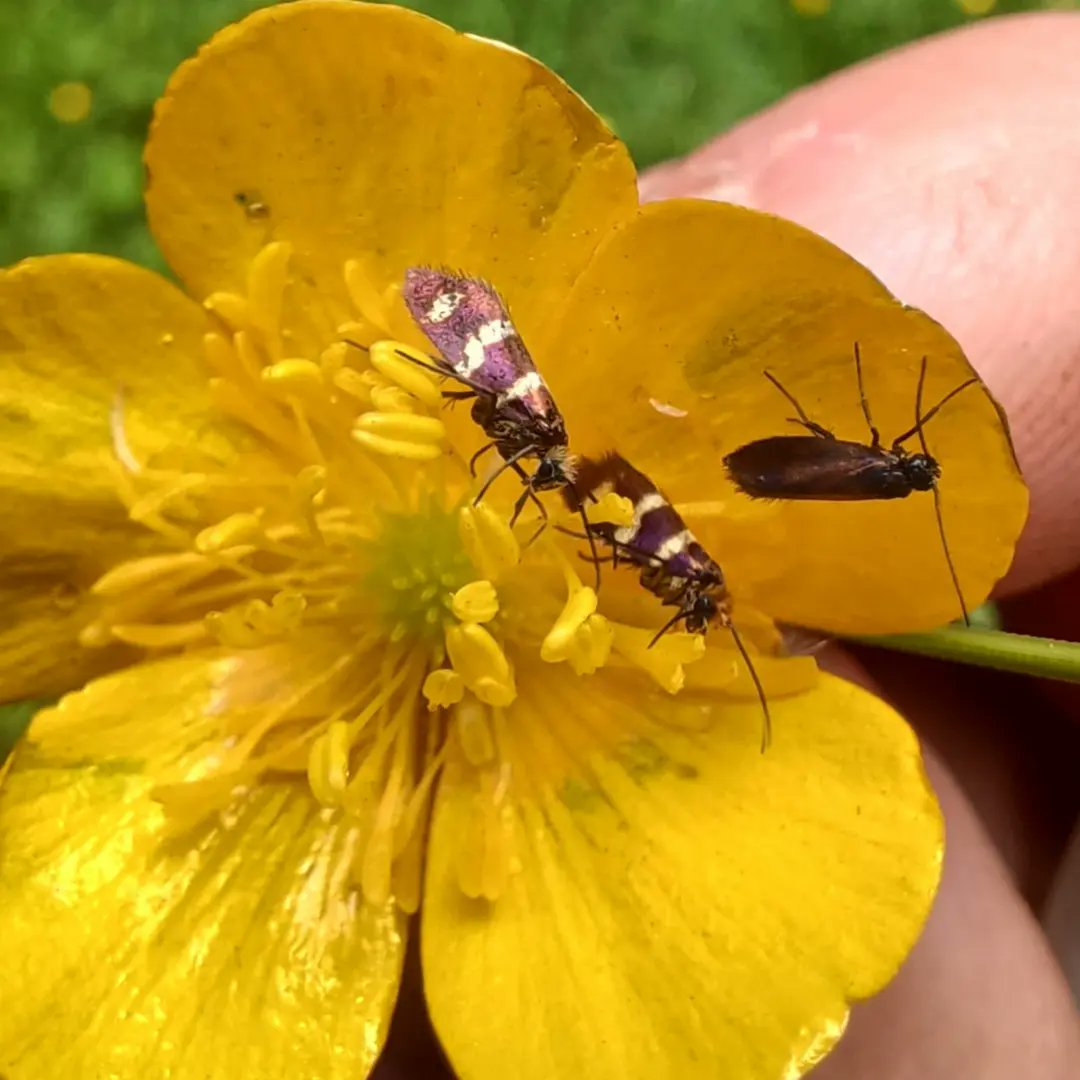 Ranger Toby tweet media